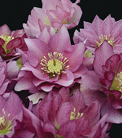 Wedding Party™ Maid of Honor Lenten Rose